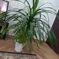 گل آپارتمانی