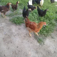 مرغ|حیوانات مزرعه|بهبهان, |دیوار