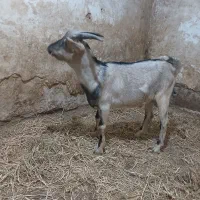 نر بز پازن