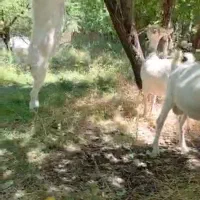 زیبا ترین بزهای سانن