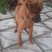 فروش سگ بازیگوش واکسن خورده شناسنامه دار|سگ|مرودشت, فاز اول شهرک فرهنگیان|دیوار