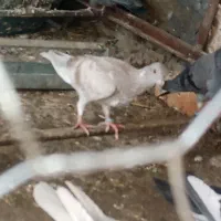 سلام کبوتر کرمانی700هزار
