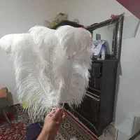 پر علامت پر شترمرغ