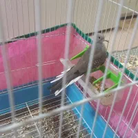 پرنده تزئینی..   سایز کوچیک