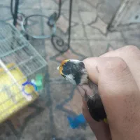 سهره ماده اماده|پرنده|اهواز, چهارصد دستگاه|دیوار