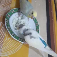 مرغ عشق خاص تک رنگ