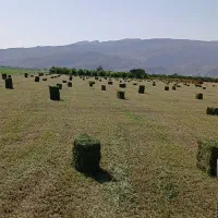ینجه درجه یک