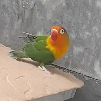 طوطی برزیلی ماده