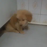 توله ۳ماهه