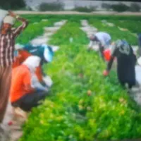 سرکارگر باتجربه خانم رضایی