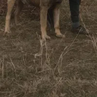 سگ سرابی ۳ساله