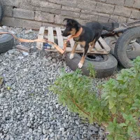 یک قلاده سگ