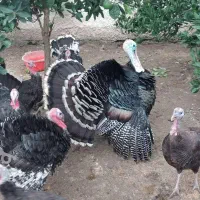 بوقلمون برنز بالغ جوان