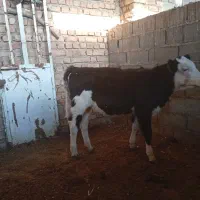 گوساله ماده سیمنتال