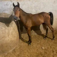 کره اسب کرد ۷ ماهه|اسب و تجهیزات اسب‌سواری|جوین, |دیوار