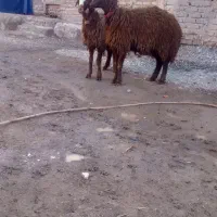 دوعدد بره ما ده خوب یکی قوچ خورده