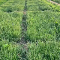 نهال پیاز دستگیری مینروای سفید برفی|گل و گیاه طبیعی|جیرفت, |دیوار