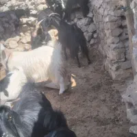 کهره نر