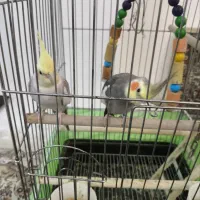 فروش عروس هلندی