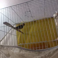 عروس هلندی قناری|پرنده|تربت جام, معدآباد|دیوار