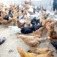 مرغ تخم گزار|حیوانات مزرعه|سندرک, |دیوار