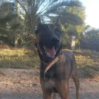 جفت سگ  برای نگهبانی مالینیوز ا