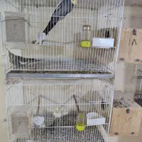 ۲ جفت مولد|پرنده|تالش, طولارود|دیوار