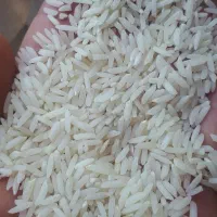 برنج طارم و هاشمی