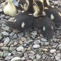 جوجه اردک اصلاحی اصل