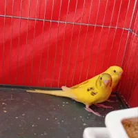 یک جفت مرغ عشق مولد