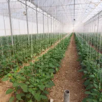 فروش گلخانه ۴۴۰۰ متر مربع|فروش دفتر صنعتی، کشاورزی، تجاری|عسگران, |دیوار