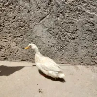 اردک