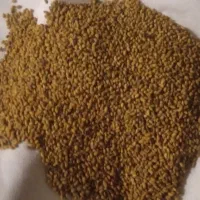 فروش بذر یونجه بمی