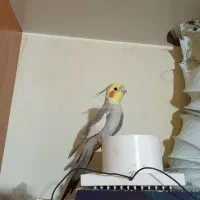 عروس هلندی|پرنده|تهران, وحیدیه|دیوار