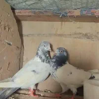 14عددکبوتر اس. عالی .|پرنده|قائم‌شهر, |دیوار