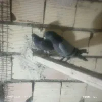 گوی تهرانی جفت
