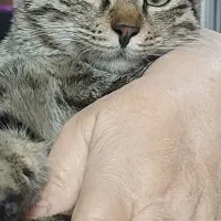 واگذاری فوری گربه