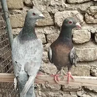 کبوترشهرستانی سرور
