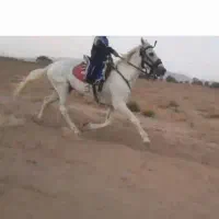 اسب سیلمی|اسب و تجهیزات اسب‌سواری|تیتکانلو, |دیوار