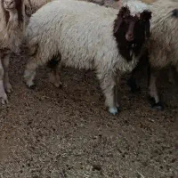 10راس بره نر/انجیره