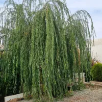 ویلا استخردار آبگرم|اجارهٔ کوتاه‌مدت ویلا و باغ|کرمانشاه, |دیوار