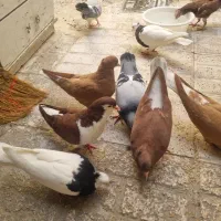کفتر کبوتر