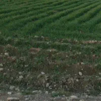 هزار متر زمین مناسب باغ وسوله