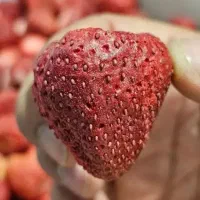 دستگاه خشک کن میوه،توت فرنگی،فریزدرایر خانگیfm10|ماشین‌آلات صنعتی|تهران, شهرآرا|دیوار