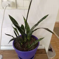 گل سانسوریا|گل و گیاه طبیعی|رباط‌کریم, مسکن مهر آبشناسان|دیوار