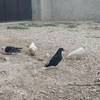 جوانه زاغ دم سفید|پرنده|گالیکش, |دیوار