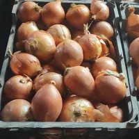 پیاز درجه ۱ سبدی عالی