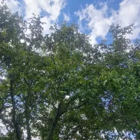 گردو زنی،گردو تکانی