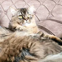 گربه بریتیش نر لانگ خالص برای جفت‌گیری