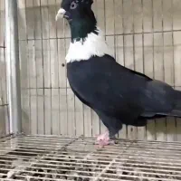 کبوتر صید کلاغ نواری رسمی